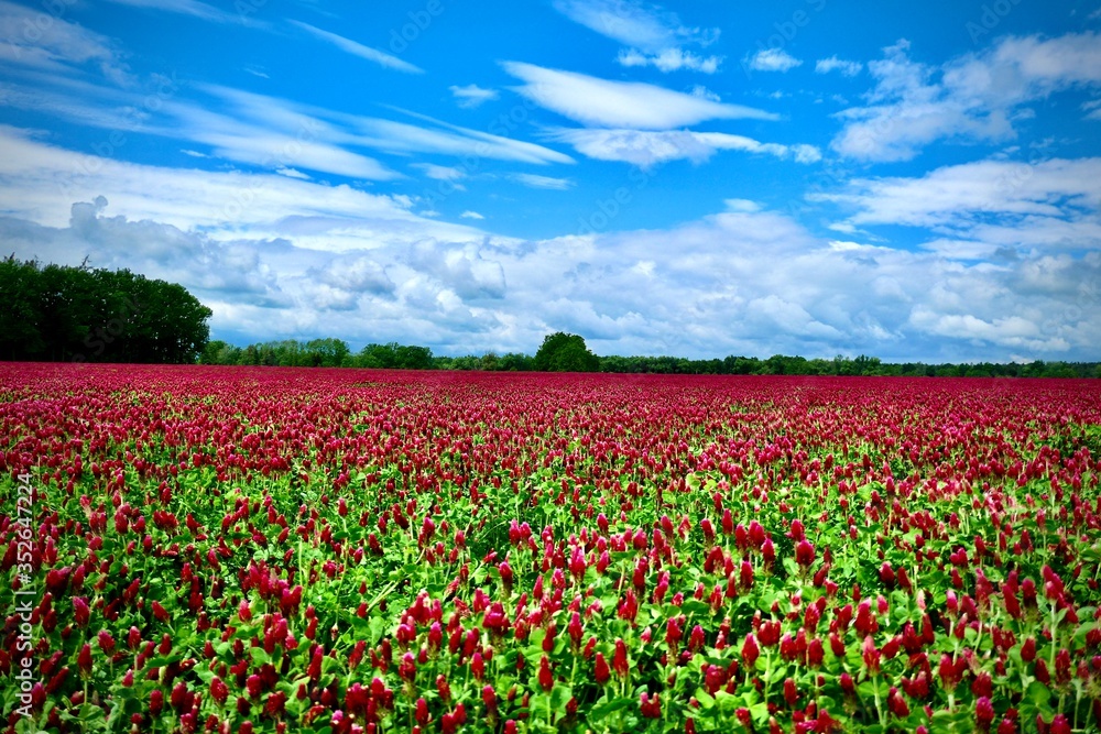 Beautiful red field and blue sky with white clouds - trifolium incarnatum
