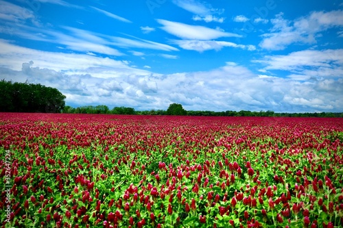 Beautiful red field and blue sky with white clouds - trifolium incarnatum © tmartinek