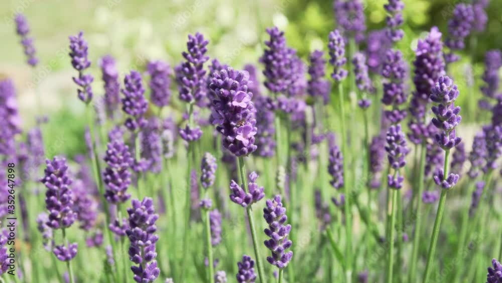 Close up of Lavender plant with flowers in bloom. Lavandula angustifolia. Outdoor on a windy and sunny day Close up of Lavender plant with flowers in bloom. Lavandula angustifolia. Outdoor on a windy and sunny day