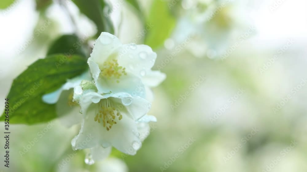Rain drops on beautiful white blooming Jasmine, buds, Philadelphus flowers or Mock orange in the garden. Close up, cloudy day, selective focus, shallow depts of the field Rain drops on beautiful white blooming Jasmine, buds, Philadelphus flowers or Mock orange in the garden. Close up, cloudy day, selective focus, shallow depts of the field