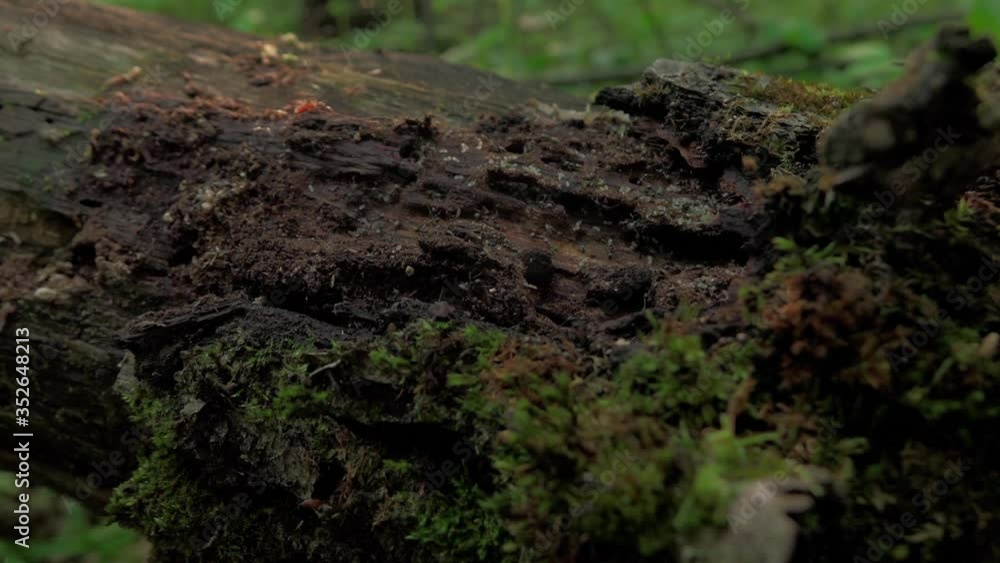a pile of ants on an old fallen tree. a pile of ants on an old fallen tree.
