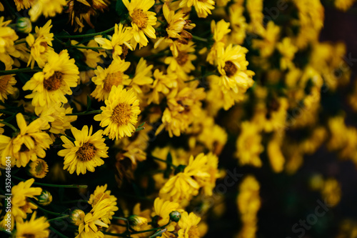 Background with blossoming a chrysanthemum. Floral spring background. Top view of yellow chrysanthemums.