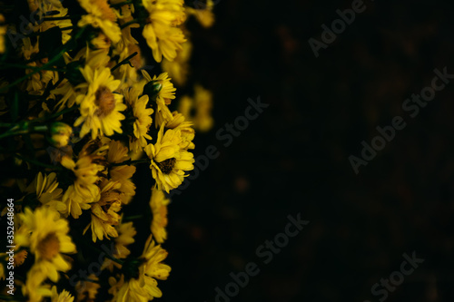Background with blossoming a chrysanthemum. Floral spring background. Top view of yellow chrysanthemums.