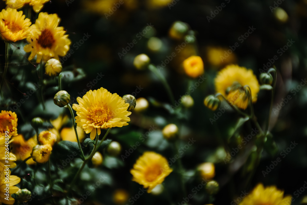 Background with blossoming a chrysanthemum. Floral spring background. Top view of yellow chrysanthemums.