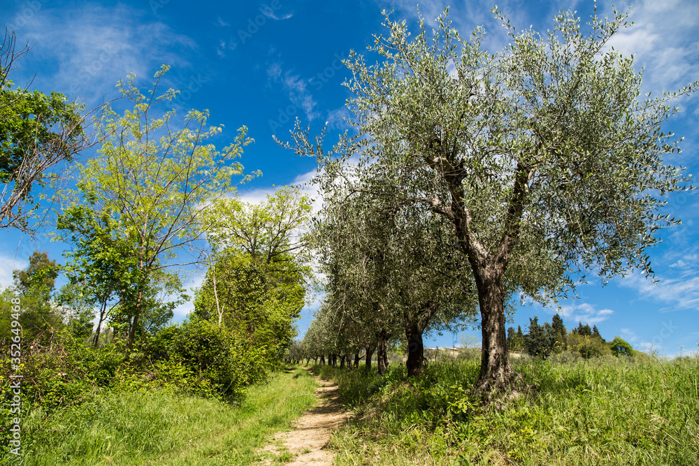 A country road with olive plants