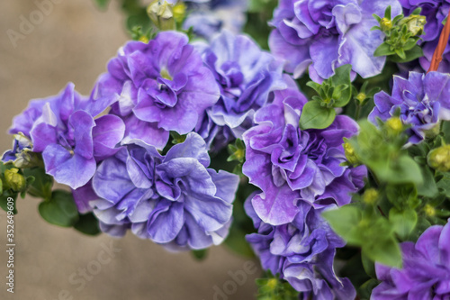 blue hydrangea flowers