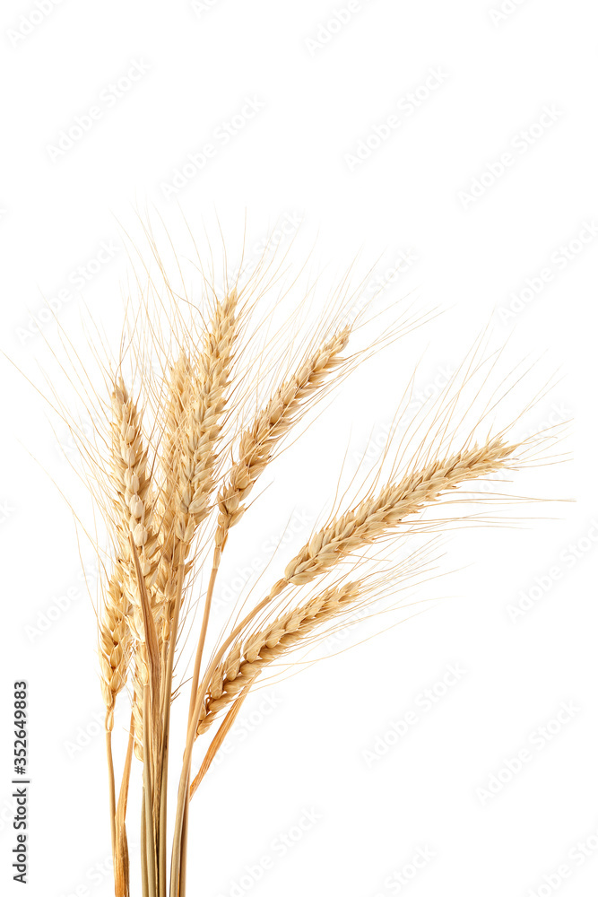 Sheaf of wheat ears on white background. Sheaf of wheat ears on white background.