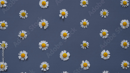 Camomile flowers lie on a gray background. Texture. Colorful pattern. Top view