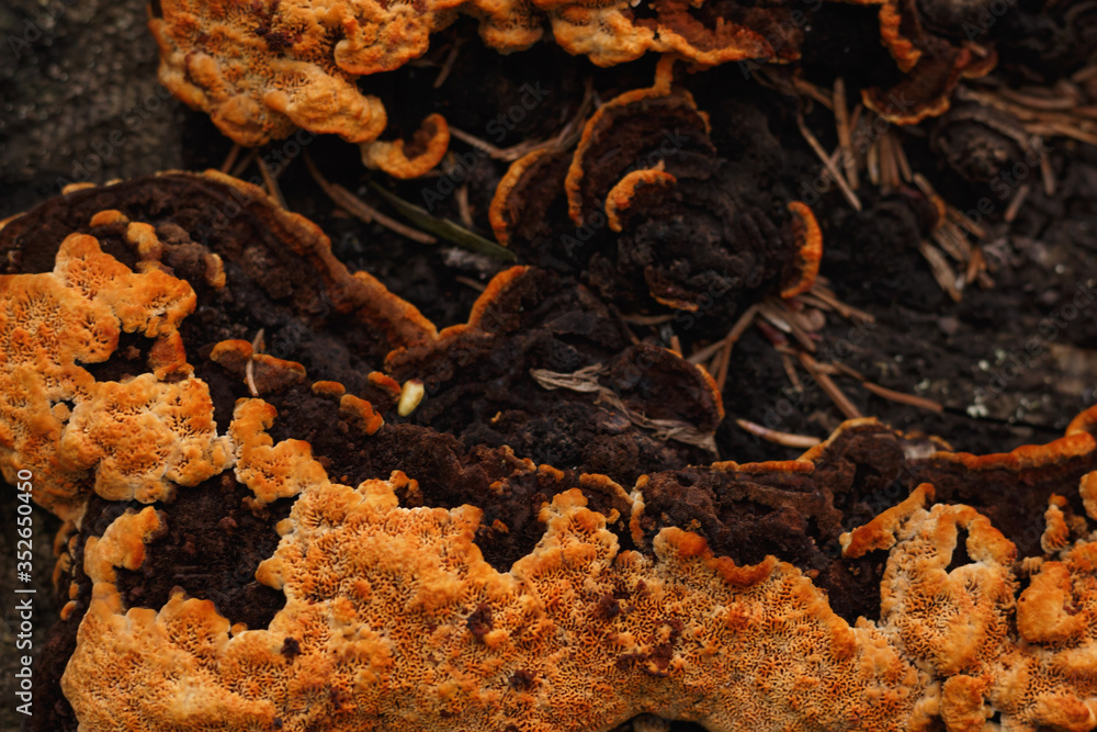 Orange mycelium on a tree trunk Orange mycelium on a tree trunk