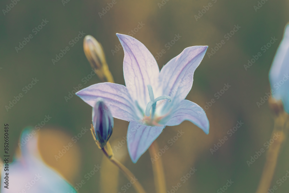 Fototapeta premium piękny wiosenny kwiat Campanula Patula. Zamknij Się Obraz Z Miękką Selektywną Ostrością. Naturalne tło z płytką ostrością