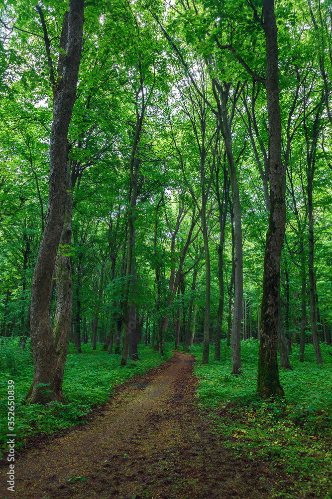 Green spring wet forest with paths and streams Green spring wet forest with paths and streams