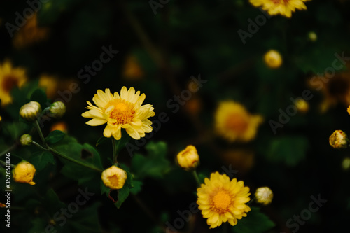 Background with blossoming a chrysanthemum. Floral spring background. Top view of yellow chrysanthemums.