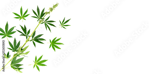 Cannabis plant on a white background.Banner