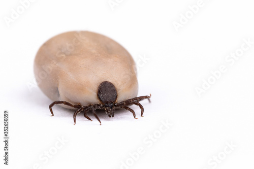 Tick (Ixodes ricinus) filled with blood isolated on white. Danger insect can transmit both bacterial and viral pathogens such as the causative agents of Lyme disease and tick-borne encephalitis.