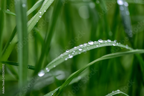 Water dew drops on green grass afret the rain