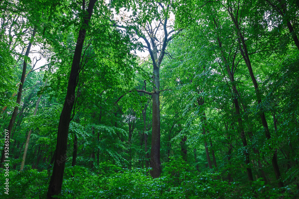Green spring wet forest with paths and streams Green spring wet forest with paths and streams