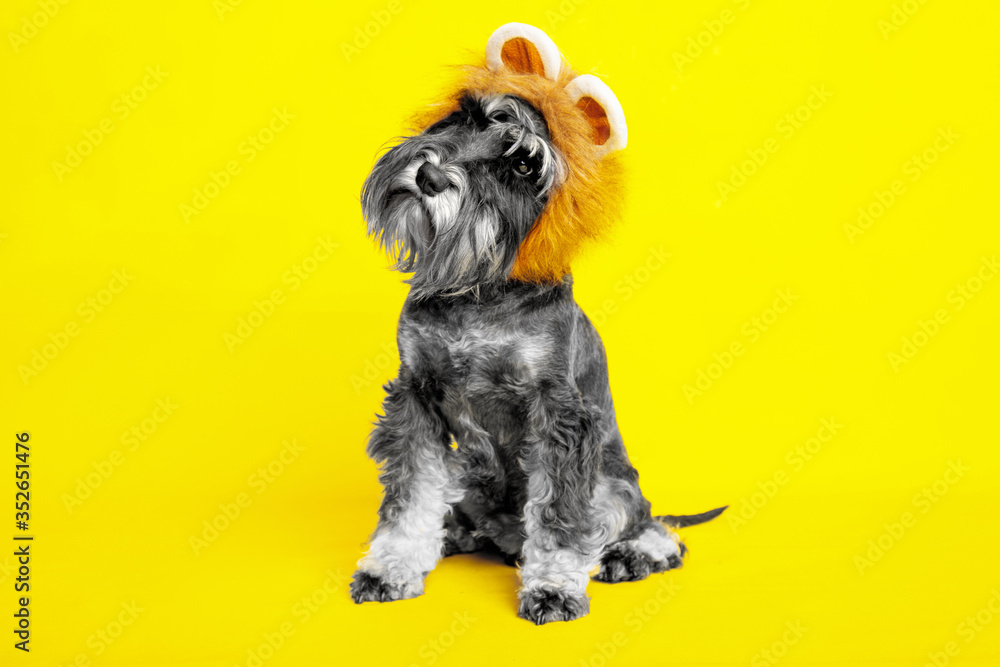 dog. miniature schnauzer. posing in the studio on a yellow background.