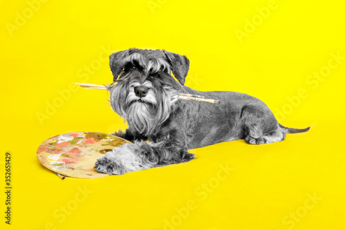 Fototapeta Naklejka Na Ścianę i Meble -  dog. miniature schnauzer. posing in the studio on a yellow background.