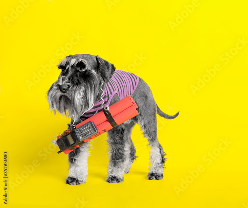 dog. miniature schnauzer. posing in the studio on a yellow background.