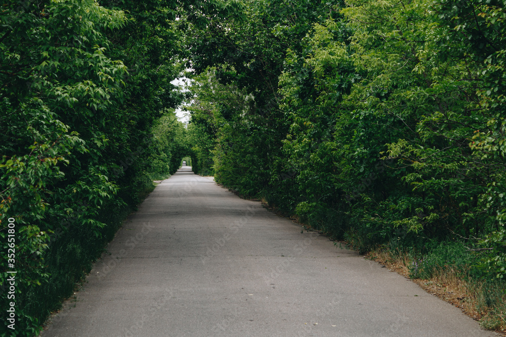 Road in the park with a green tunnel. Road in the park with a green tunnel.