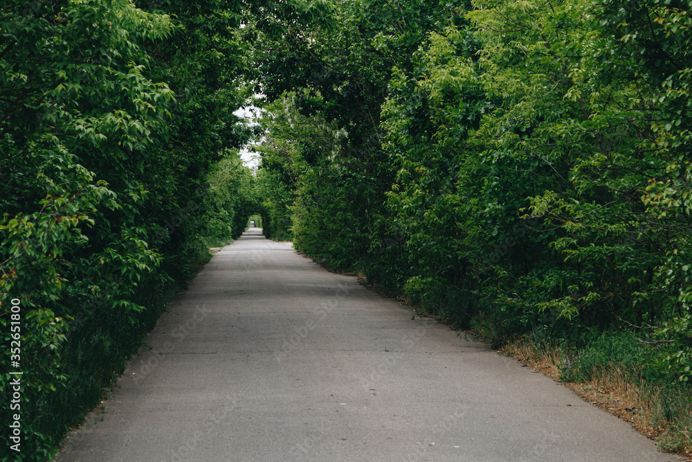 Road in the park with a green tunnel.