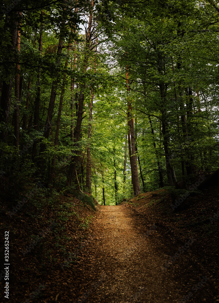 Obraz premium bright path in the dark forest with high trees