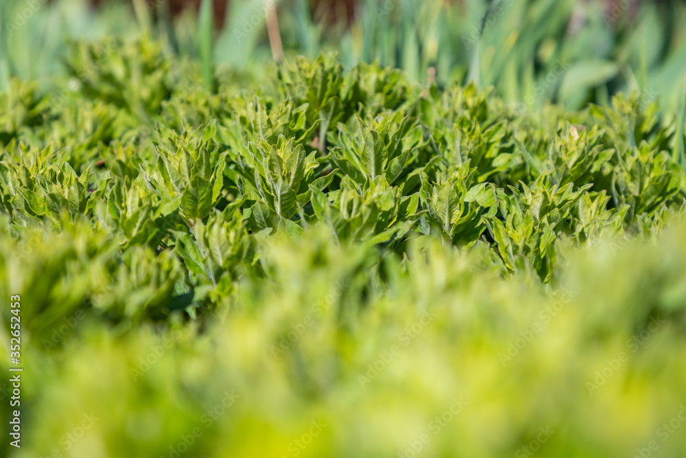 Fresh green grass texture background view of grass garden. Eco concept. Fresh green grass texture background view of grass garden. Eco concept.