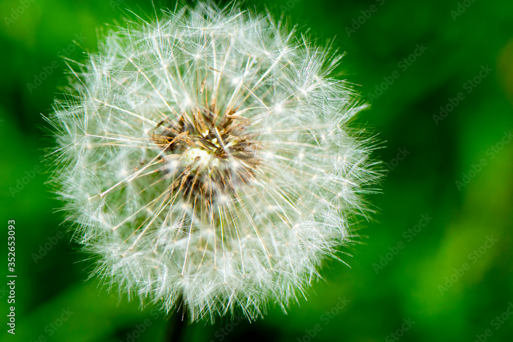 Fototapeta premium Soufflons