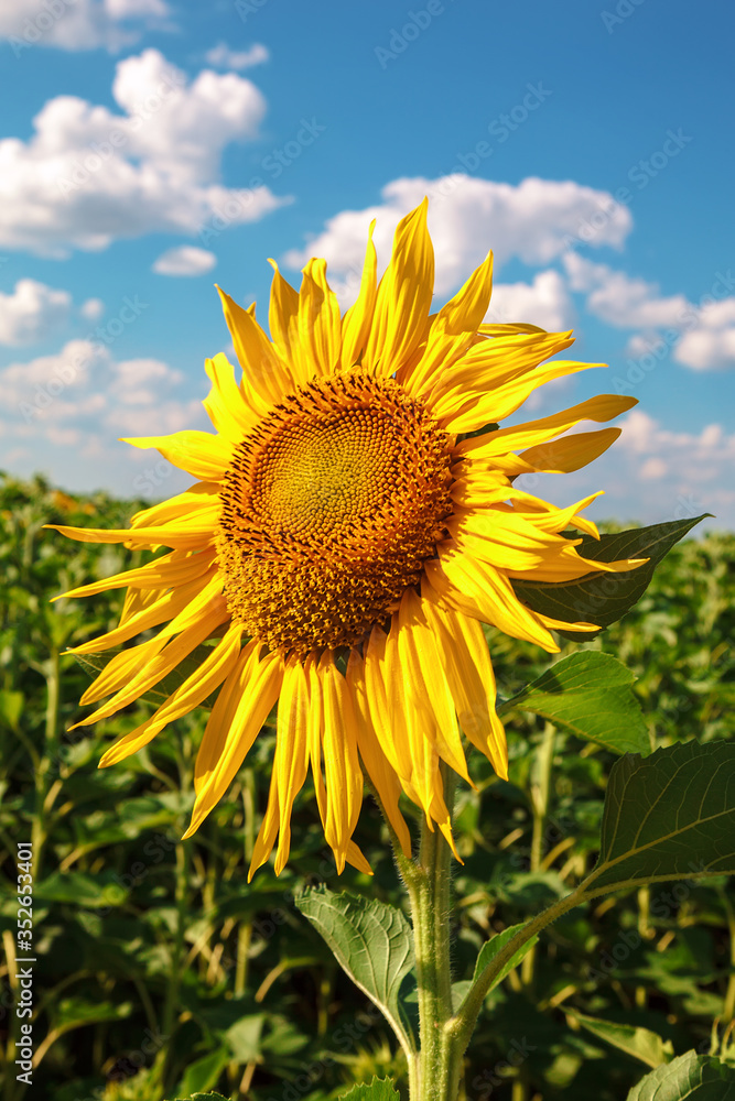 Field of sunflowers on a sunny summer day Field of sunflowers on a sunny summer day