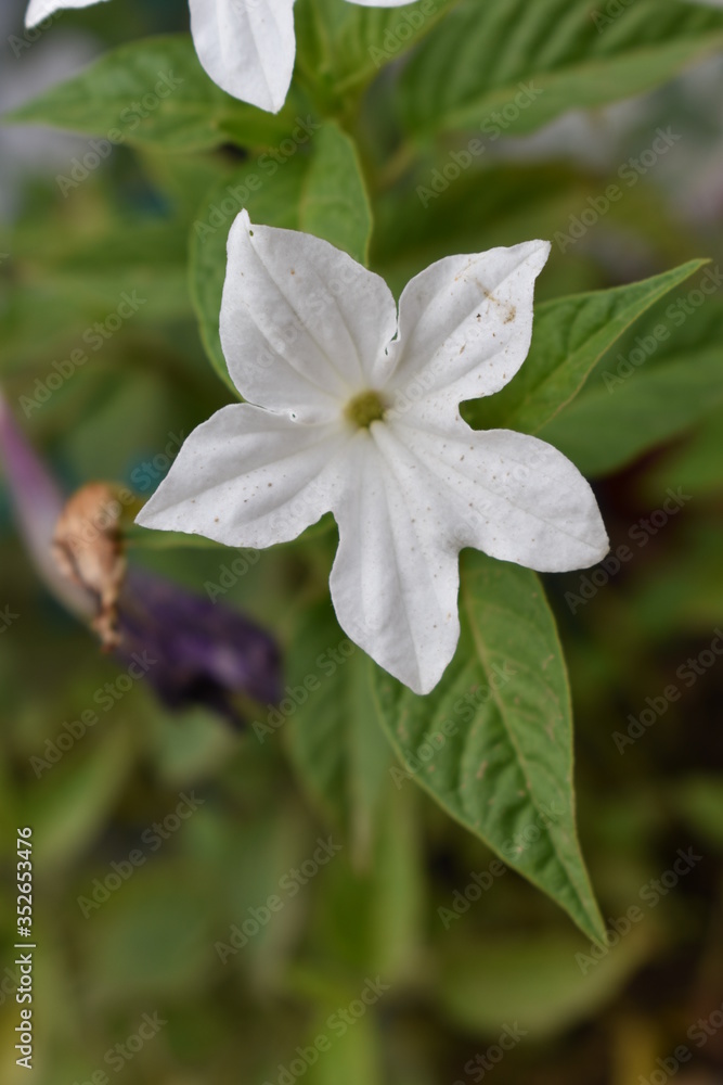flores flores