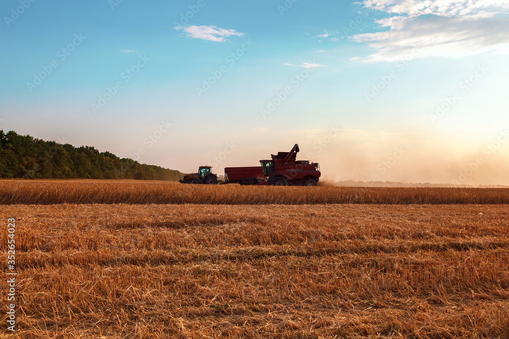 Naklejka premium Combine harvester in a wheat field on a sunny summer day