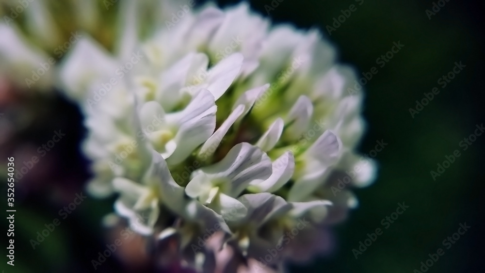 soft close up of flower with dark background soft close up of flower with dark background