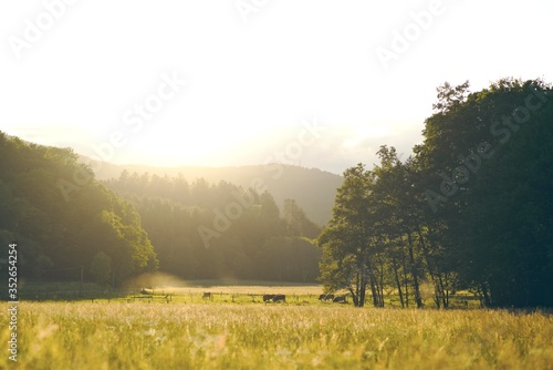 Fotografie Prairie chaude d'été coucher de soleil avec vaches