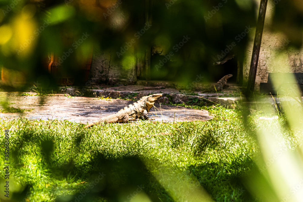 Obraz premium IGUANO