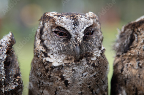 Cute animal owl. Bird, beak, feathers, clever, fauna, crest