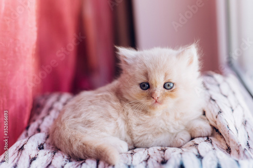 Little cute persian domestic kitten 