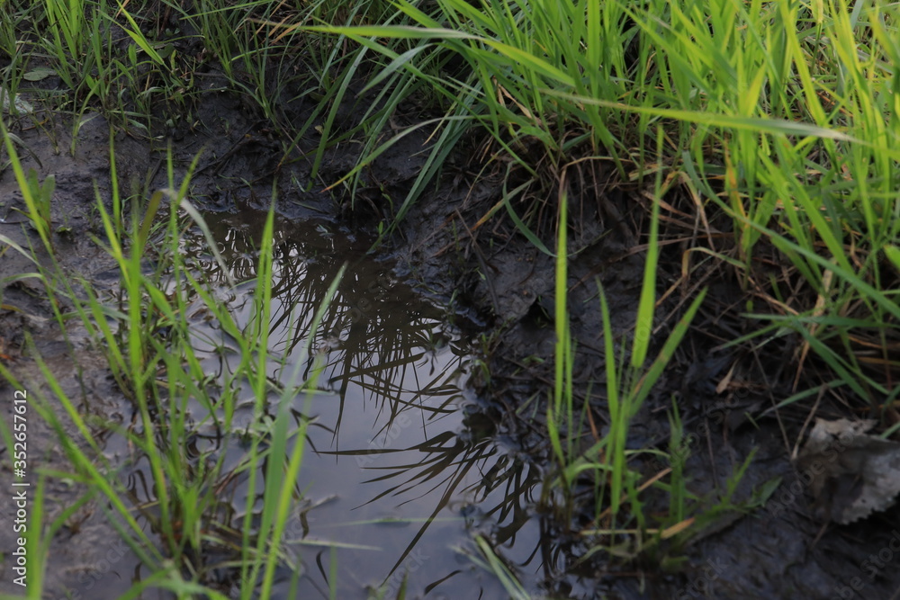 reflection of meadows and grass in the water, rain, puddle in the morning village reflection of meadows and grass in the water, rain, puddle in the morning village