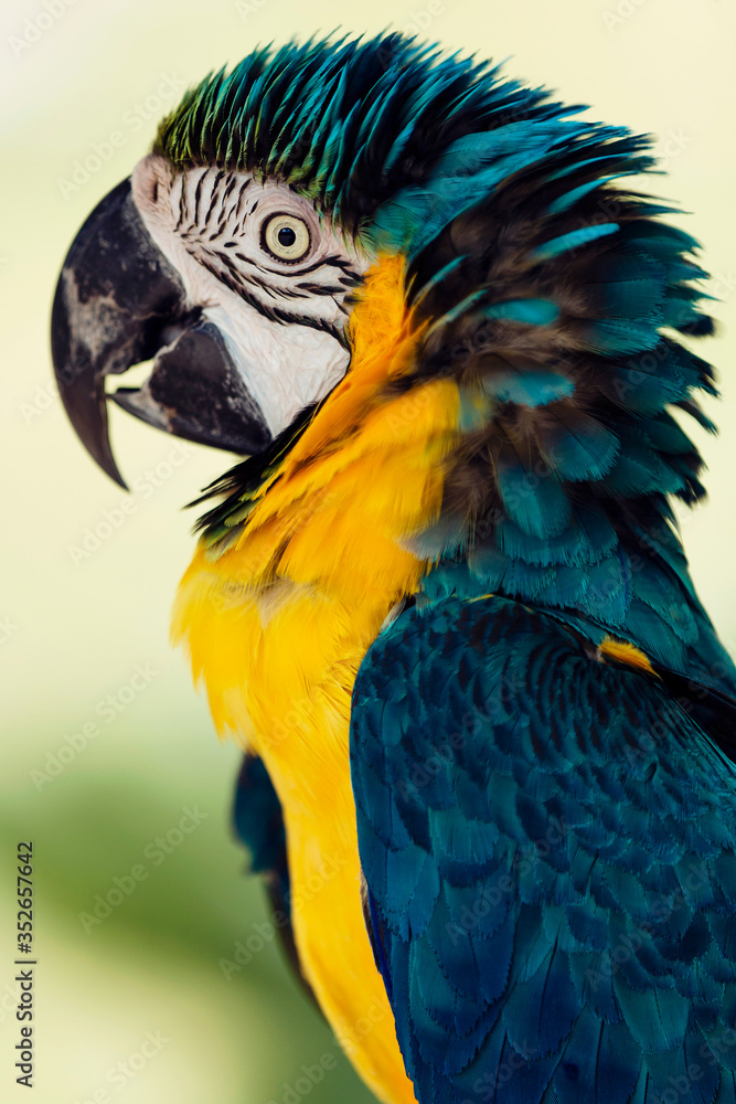 Macaw in Mexico