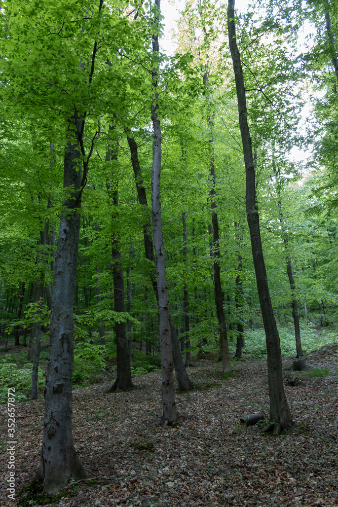 Fototapeta premium Forest in a suburban recreational and relaxing location in the Bratislava Forest Park