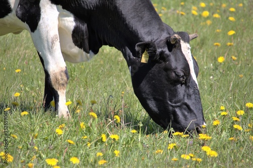 cow eats natural meadow grass