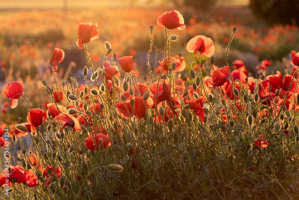 Obraz premium Poppy field at sunset. Beautiful field red poppies with selective focus.