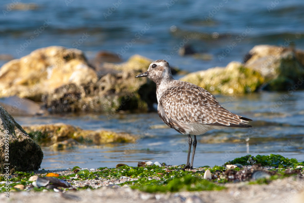 Gray Plover (Pluvialis squatarola) bird in the natural habitat. Gray Plover (Pluvialis squatarola) bird in the natural habitat.