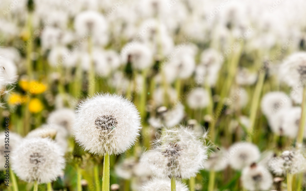 Close up stripe view of a dandelion (Taraxacum)