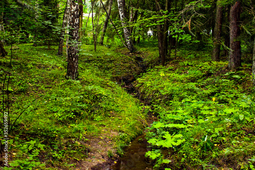Narrow stream in a green dense mysterious forest