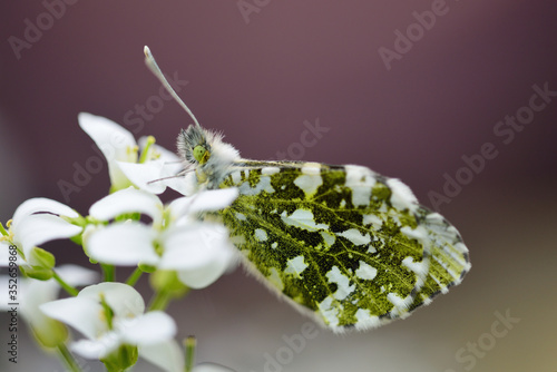 butterfly on a white flower, purple background