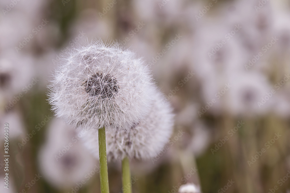 Close up stripe view of a dandelion (Taraxacum) Close up stripe view of a dandelion (Taraxacum)