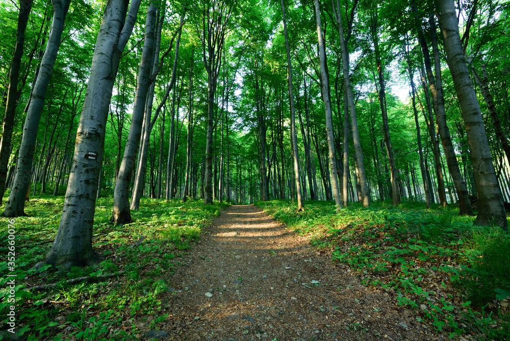 Fototapeta premium path in the spring forest, green trees