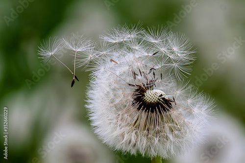 Close up stripe view of a dandelion  Taraxacum   and its flying seeds