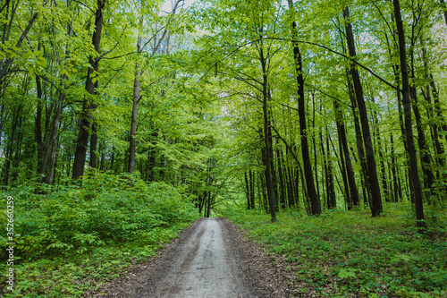 Forest trees. nature green wood sunlight backgrounds.Forest trees. nature green wood sunlight backgrounds.