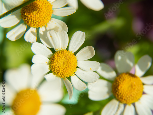 Fototapeta Naklejka Na Ścianę i Meble -  bright spring daisies on a background of blurred colors